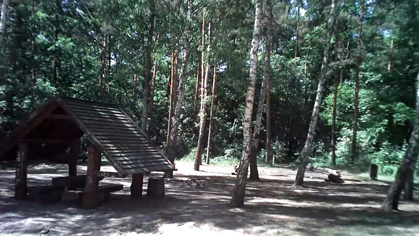 JJRC H47 Elfie+ - recenzja taniego odpowiednika Sparka - zdjęcie z drona w lesie