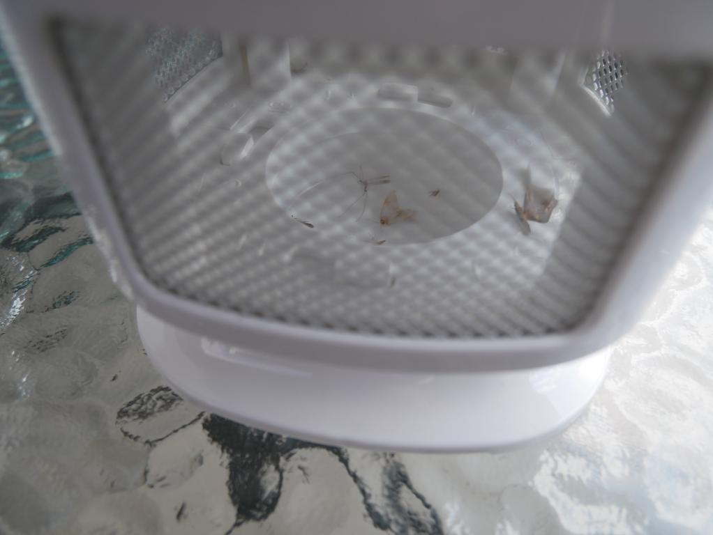 Recenzja lampki - pułapki na komary - owady w pułapce
