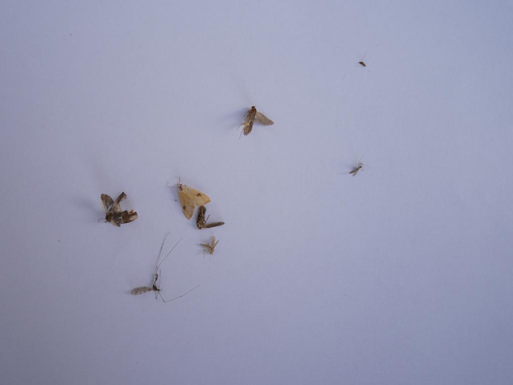 Recenzja lampki - pułapki na komary - owady wysypane z pułapki